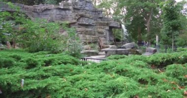 Bir grup Alp dağ keçisi, Amsterdam 'daki hayvanat bahçesinde boynuzlarıyla ve ailesiyle birlikte savaşıyor. 