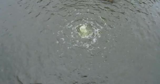 Waterblazen Waterval Van Rotterdamse Dierentuin Prachtig Uitzicht Dieren Vogels Die — Stockvideo