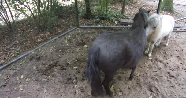 Vit Och Svart Häst Ponny Har Bra Tid Tillsammans Och — Stockvideo