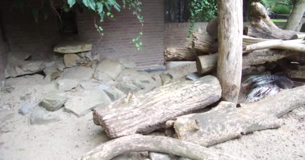 Divertente Meerkat Giocare Nella Loro Gabbia Zoo Amsterdam — Video Stock