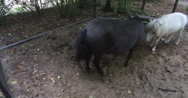 White Black Horse Pony Divierten Juntos Juegan Zoológico Ámsterdam Países — Vídeos de Stock