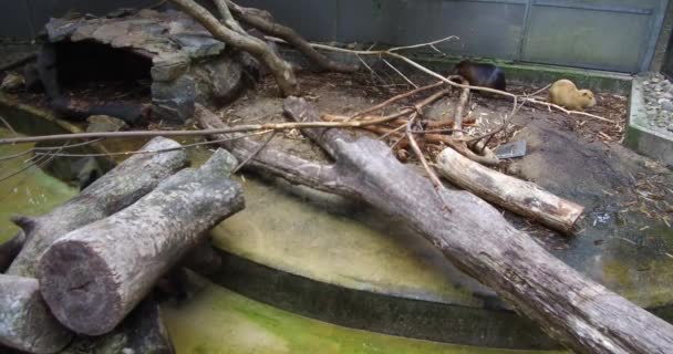 Grappige Meerkat Aan Het Spelen Hun Kooi Amsterdam Zoo — Stockvideo