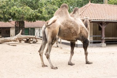 Bactrian devesi kumlu bir muhafaza içinde dönüyor ve belirgin bir şekilde kendine has hörgücünü sergiliyor. Yerleşim yerlerinde bir köy barınağı ve yemyeşil yaşam alanlarına göz atma olanağı sunuyor..