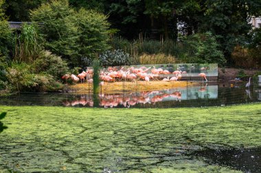 Bir grup flamingo, bereketli yeşilliklerle çevrili sakin bir gölette zarifçe yürüyor. Yansımaları suda görülebiliyor. Resimli ve sakin bir manzara yaratıyor.