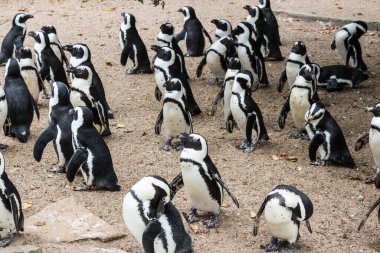 Amsterdam 'da Doğal Yaşam Alanında Penguen Grubu. Afrika penguenlerinden oluşan geniş bir grup kumlu arazide doğal davranışlarını ve sosyal etkileşimlerini sergilediler..