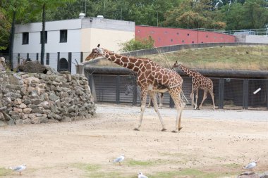 Zürafa Amsterdam 'da Modern Hayvanat Bahçesinde geziniyor. Amsterdam Hayvanat Bahçesi 'ndeki kayalık engeller ve yeşilliklerle çevrili modern bir hayvanat bahçesinde gezinen zarif bir zürafa.. 
