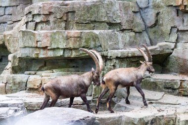 Amsterdam 'da kayalık arazide iki dağ keçisi etkileyici boynuzlarını ve sağlam vücutlarını doğal bir zemine karşı sergiliyor..