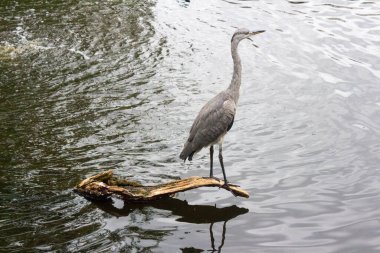 Amsterdam Ren Kanalı 'nın su trafiğini yönetmek için kullanılan altyapıyı vurgulayan, ahşap sütunlar ve sakin suların yer aldığı bir nehir kilidi manzarası