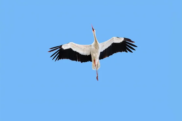 Una cicogna bianca adulta, Ciconia ciconia, in volo sopra la testa, vista dal basso contro il cielo azzurro . — Foto Stock