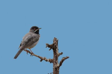 Bir erkek Ruppells Warbler, Sylvia ruppelli, açık, mavi gökyüzü, Lesvos Adası, Yunanistan, Avrupa karşı şarkı sonrası üzerinde tünemiş görüldü.