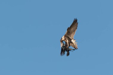 Bir yetişkin Peregrine Falcon, Falco peregrinus, uçuş karşı izole mavi gökyüzü güvercin AVI öğe ile temizleyin. İngiltere'de, İngiltere'de, Dorset,