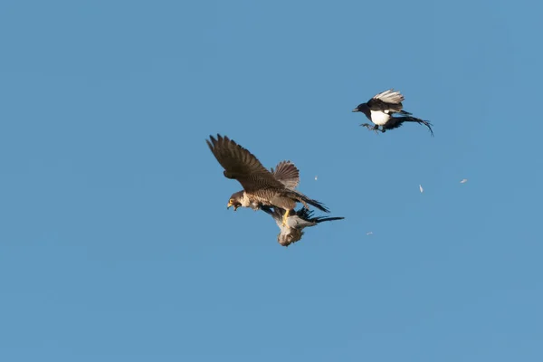 Un halcón peregrino adulto, Falco peregrinus, en vuelo contra el cielo azul claro. Movilizado por Magpie, Pica pica, Reino Unido, Inglaterra, Dorset, Reino Unido . — Foto de Stock