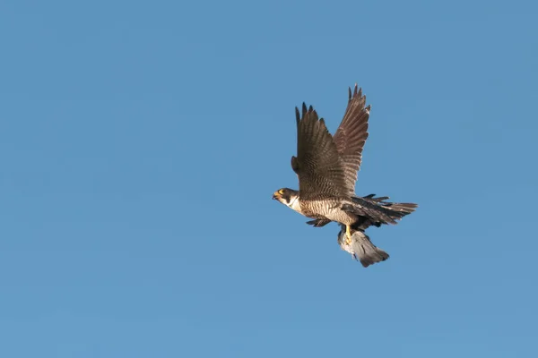 Um Falcão Peregrino adulto, Falco peregrinus, em voo isolado contra céu azul claro com item de presa de pombo. Reino Unido, Inglaterra, Dorset , — Fotografia de Stock