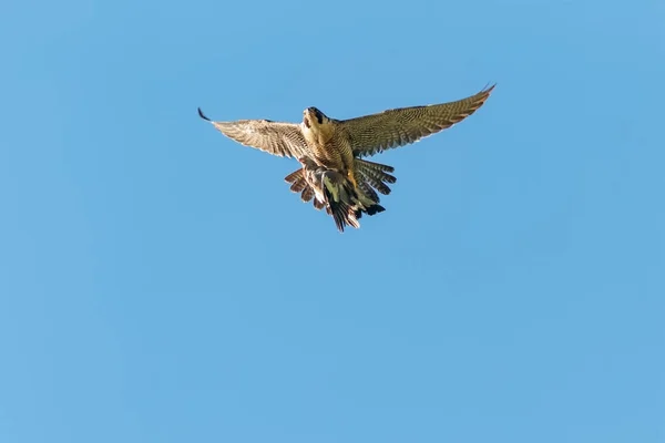 一只游隼, Falco;, 在飞行中用鸽子的猎物来隔绝蓝天。英国, 英国, 赛特, — 图库照片