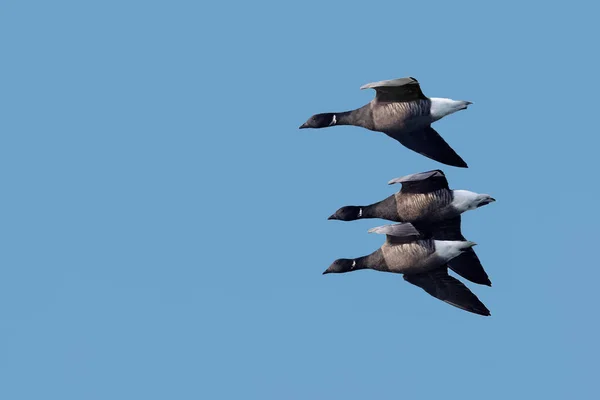 3 つの暗い腹のブレント ガチョウまたは暗い腹ブラント、青い空を背景に飛行中のコクガン属 bernicla bernicla。イギリス. — ストック写真