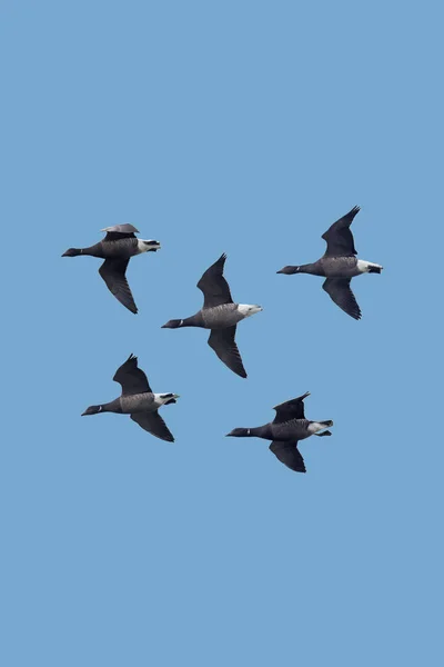 Una bandada de gansos Brent de vientre oscuro volando contra un cielo azul . — Foto de Stock
