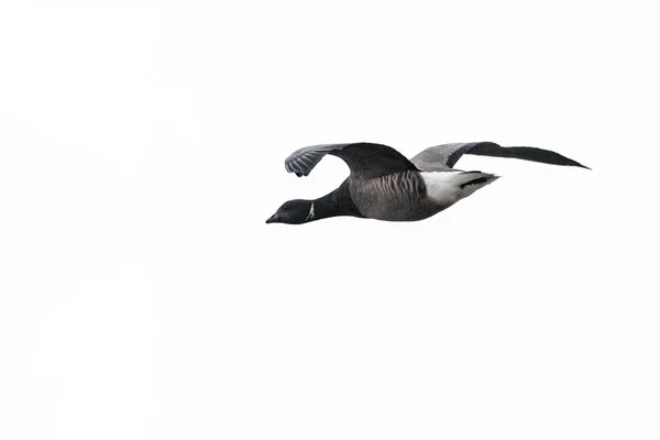 黑腹布伦特鹅或暗腹布兰特, Branta bernicla bernicla, 在飞行中, 与白色背景隔绝. — 图库照片