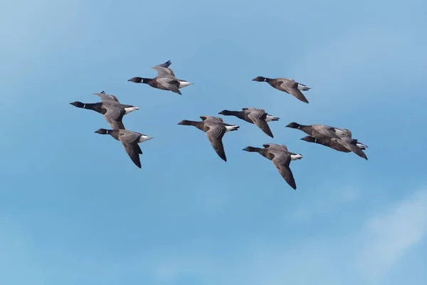 一群黑腹的布伦特鹅或暗腹布兰特, Branta bernicla bernicla, 在蓝天下飞行。英国. — 图库照片