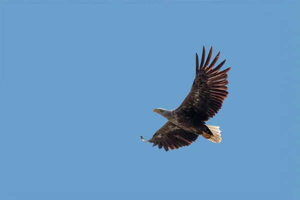 Un águila de cola blanca en vuelo contra un cielo azul claro . — Foto de Stock