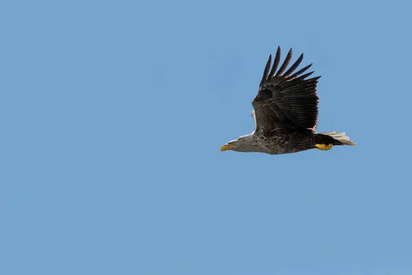 A White-tailed Sea Eagle, Haliaeetus albicilla, en vuelo contra el cielo azul claro. Delta del Danubio, Rumania, Europa . — Foto de Stock