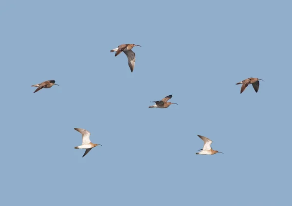 Una bandada de zarapito trinador, Numenius phaeopus, limícolas playeros en f — Foto de Stock