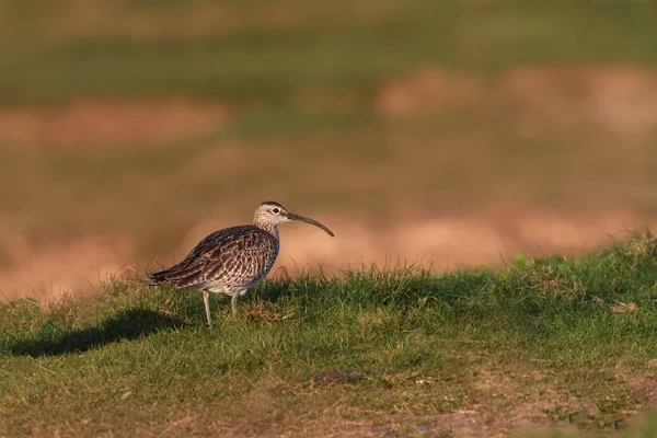 A migrating Whimbrel, wader shorebird, Numenius phaeopus, on a grass slope, by the sea shore. Dorset, Inglaterra, Reino Unido . —  Fotos de Stock