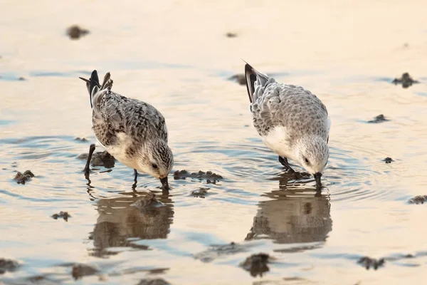 Piaskowiec Wodery lub ptaki siewkowe, Calidris alba, karmienie na brzegu. — Zdjęcie stockowe