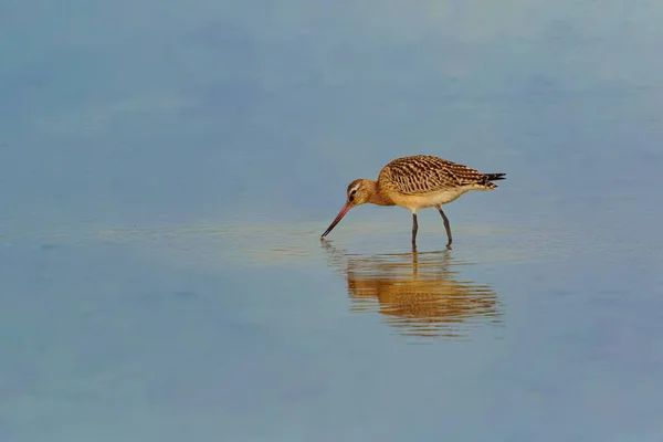 Un Godwit de cola de bar, Limosa lapponica, ave playera zancuda en la migración de otoño . —  Fotos de Stock