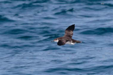 Manx Shearwater, seabird uçuş okyanus üzerinde düşük.
