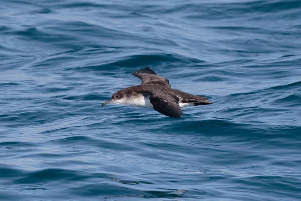 Un Manx Shearwater, ave marina en vuelo bajo sobre el océano . — Foto de Stock
