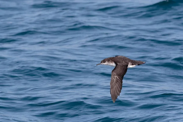 Uma Manx Shearwater, ave marinha em voo baixo sobre o oceano . — Fotografia de Stock