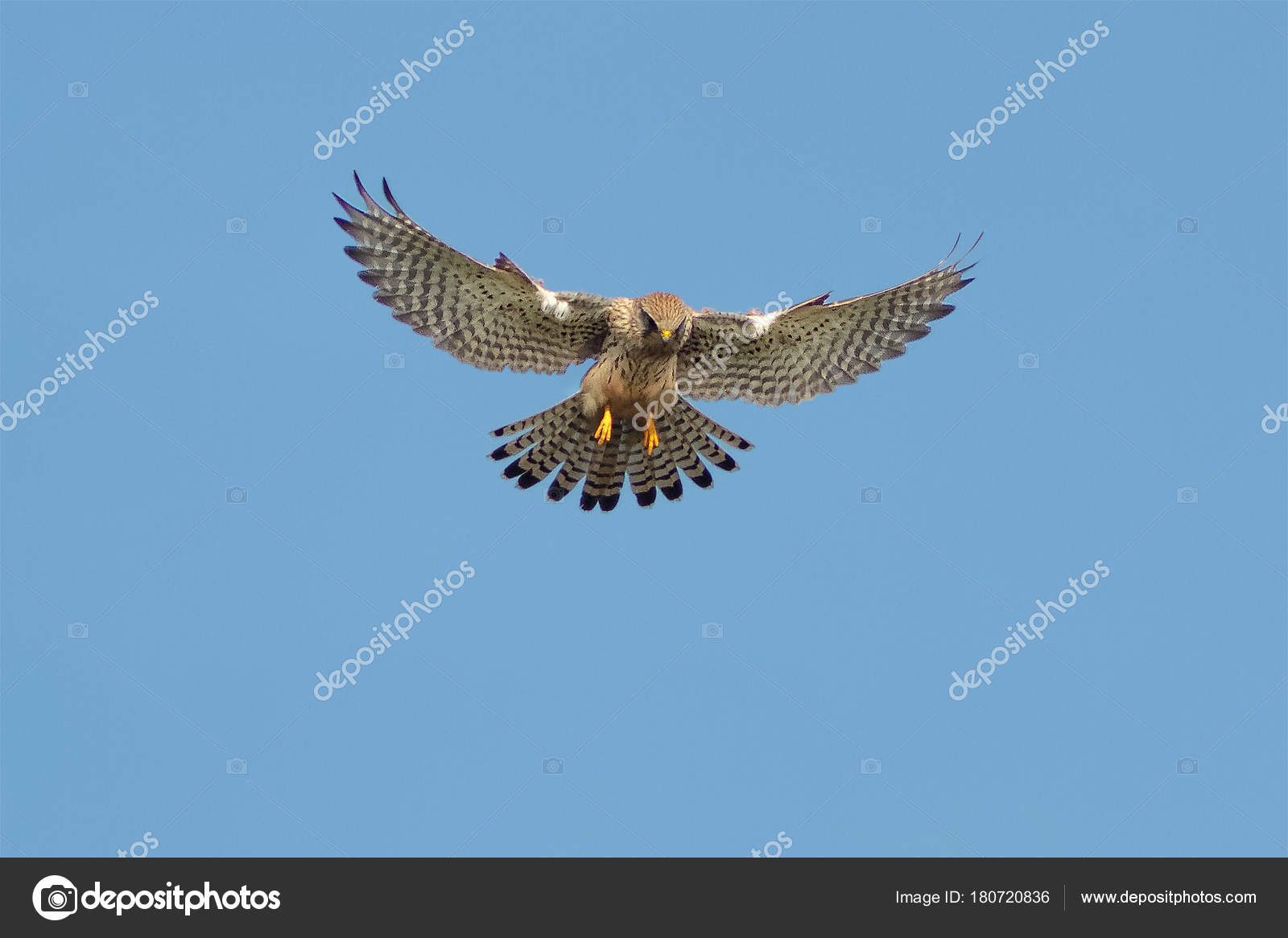 Un Faucon Crécerelle Ou Faucon Crécerelle En Vol