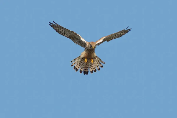 Un cernícalo o cernícalo común flotando en vuelo . — Foto de Stock