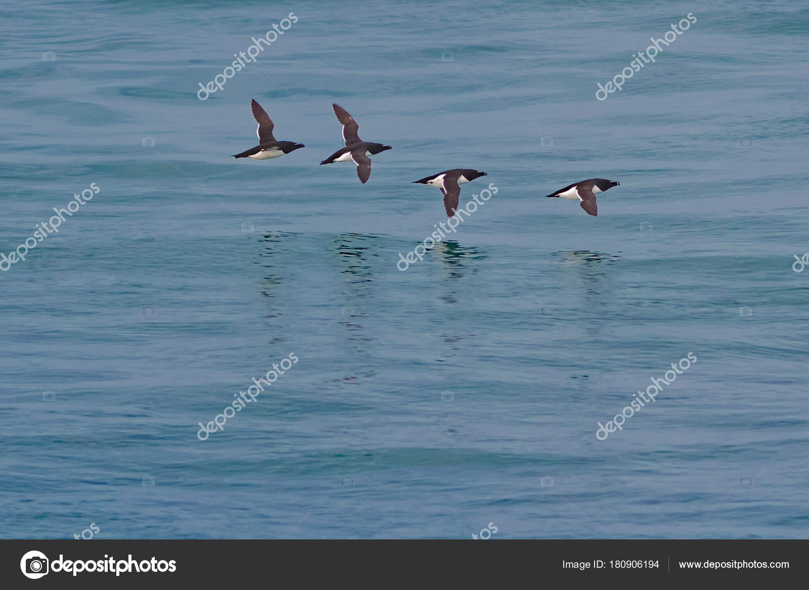 Petit Pingouin En Vol Alca Torda Volée Doiseaux De Mer