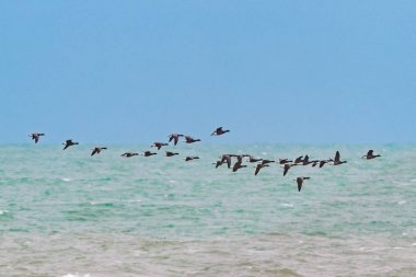 Karanlık bellied Brent Geese veya karanlık-bellied Brant, Brant bir sürüsü