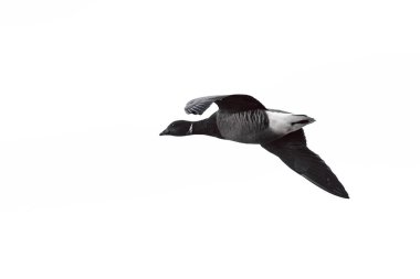 Kara karınlı Brent Goose veya karanlık karınlı Brandt, Branta bernicl