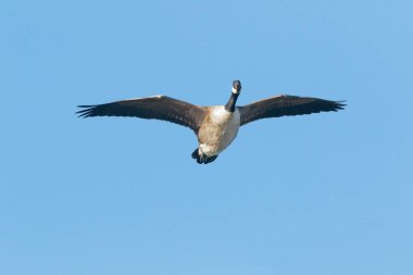 Bir Kanada kazlar, uçuş, Branta canadensis yakın çekim.