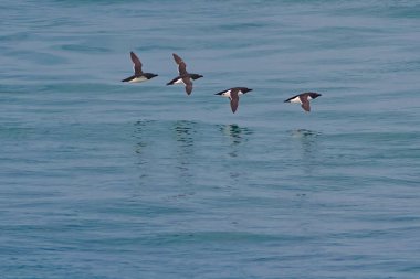 Razorbill uçuş, edilmiştir torda, deniz kuşları içinde p doğurmak sürüsü