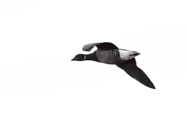 En mörk-bellied Brent Goose eller mörk-bellied Brant, Branta bernicl — Stockfoto