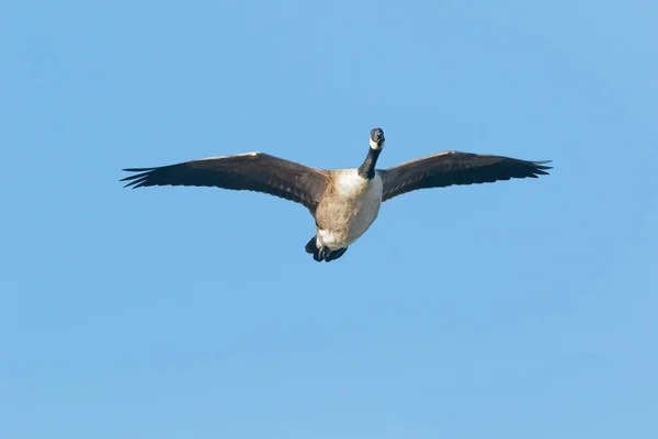 En kanadagäss, Branta canadensis, under flygning, närbild. — Stockfoto