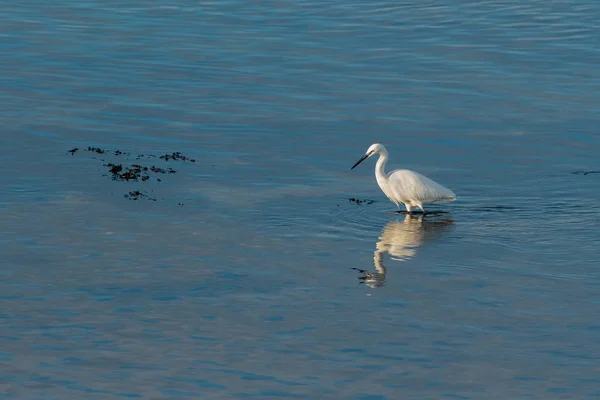 Une petite aigrette pataugeant en bleu, l'eau de mer à la côte tandis que fis — Photo