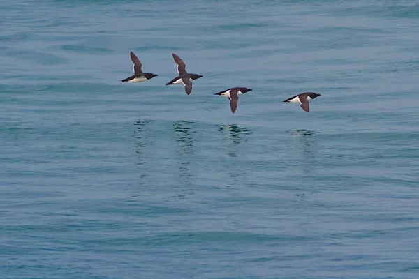 Razorbill in flight, Alca torda, flock of seabirds in breeding p — Stock Photo, Image