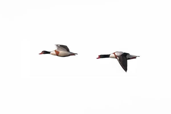 Una coppia di adulti, Shelduck, Tadorna tadorna, in volo insieme all'inizio della stagione riproduttiva. Femmina davanti . — Foto Stock