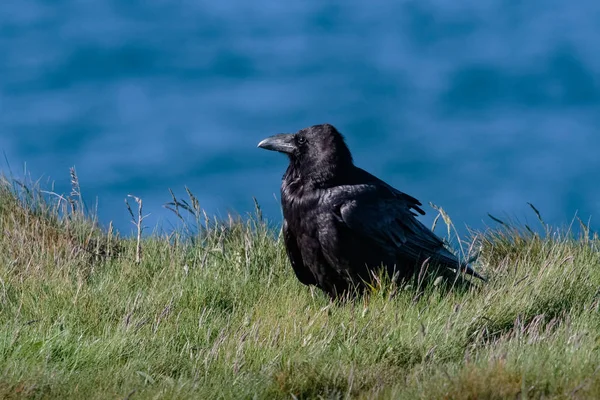 A Raven, Common Raven, or Northern Raven, Corvus corax, adult bi — Stock Photo, Image