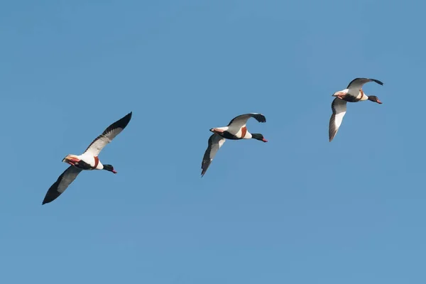 Tres Shelduck, Tadorna tadorna, en vuelo contra el azul claro sk — Foto de Stock