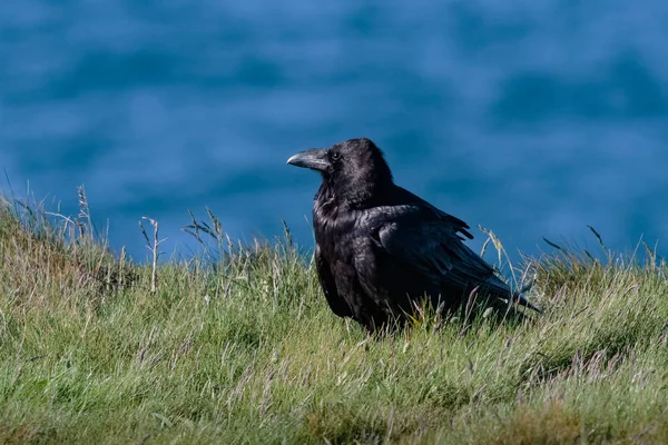 A Raven, Common Raven, or Northern Raven, Corvus corax, adult bi Stock Image