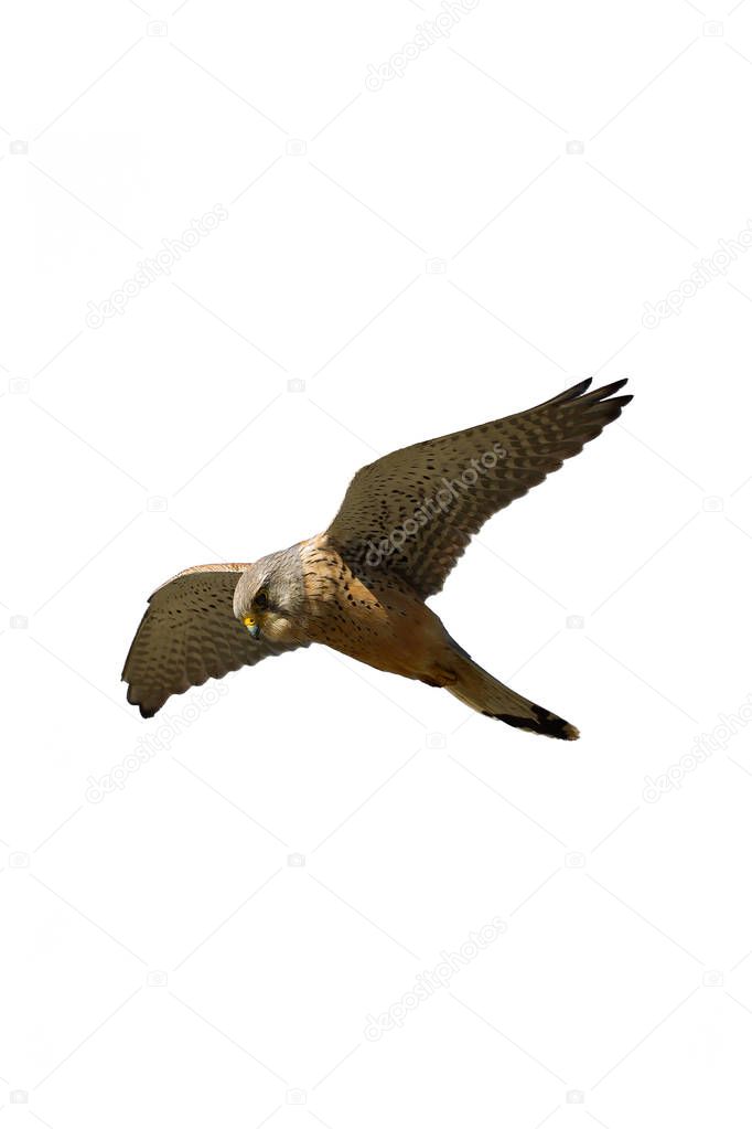 An adult male Common Kestrel, Falco tinnunculus tinnunculus, hun