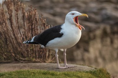 Bir yetişkin büyük kara sırtlı martı (Larus marinus), tünemiş ve cal