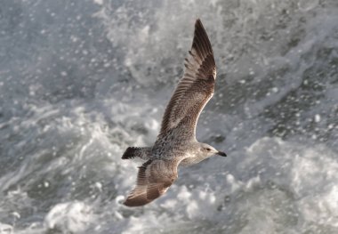 Olgunlaşmamış bir ringa martı Larus argentatus argenteus Chesil Beach, Portland, Dorset, İngiltere'de, İngiltere'de uçuş fırtınalı denizde karşı.