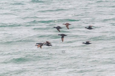 Bir sürü ortak kara ördek, Melanitta nigra ördek uçuş denizin üzerinde düşük..